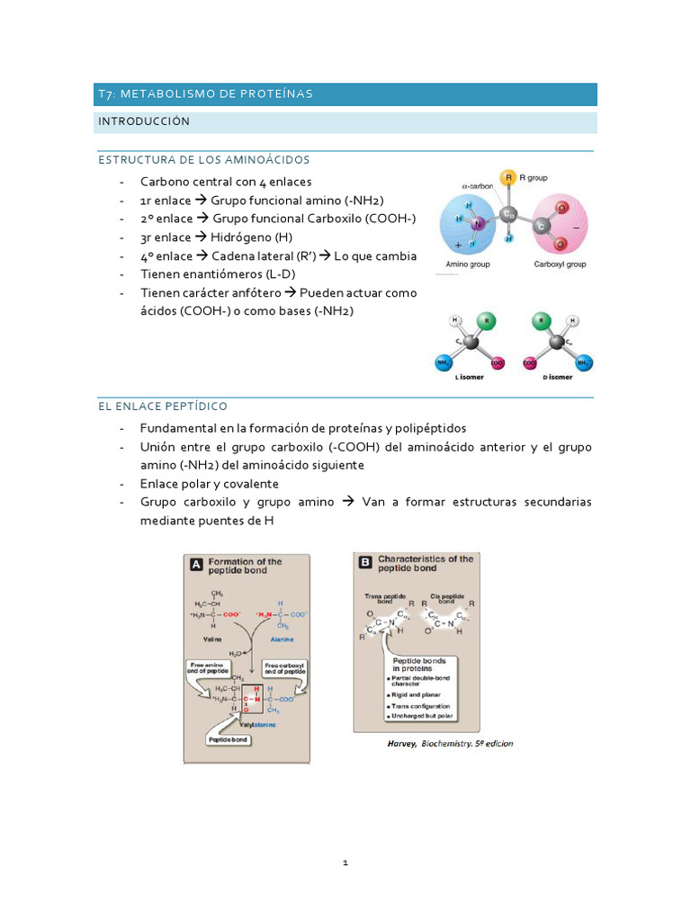 T7 - Metabolismo de Proteínas | PDF | Transaminasa | Metabolismo