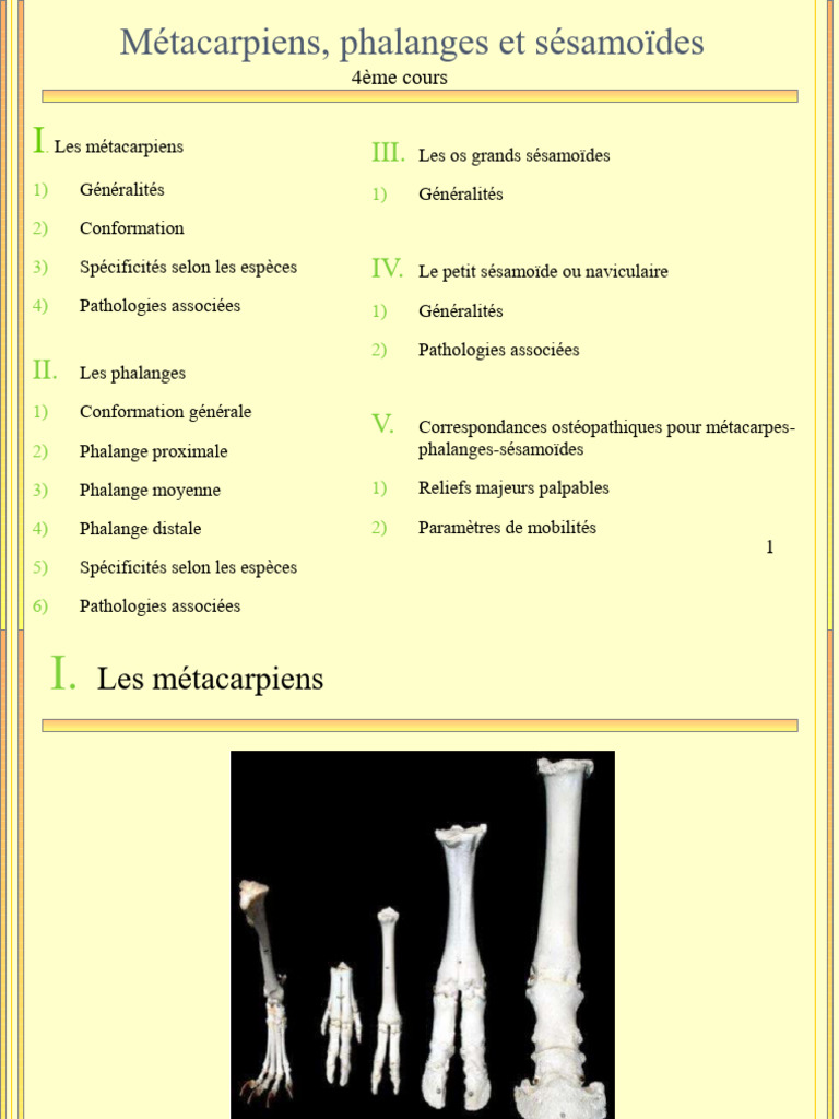 Anatomie des métacarpiens et phalanges | PDF | Main | Membres (anatomie)