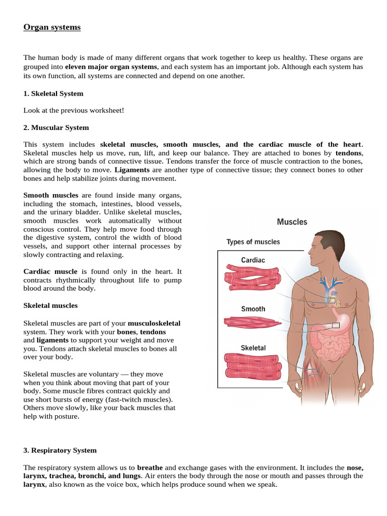 Overview of Human Organ Systems | PDF | Human Body | Muscle