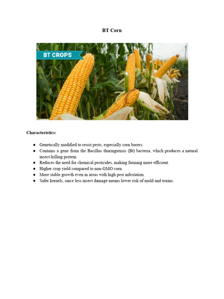Benefits of BT Corn in Agriculture | PDF