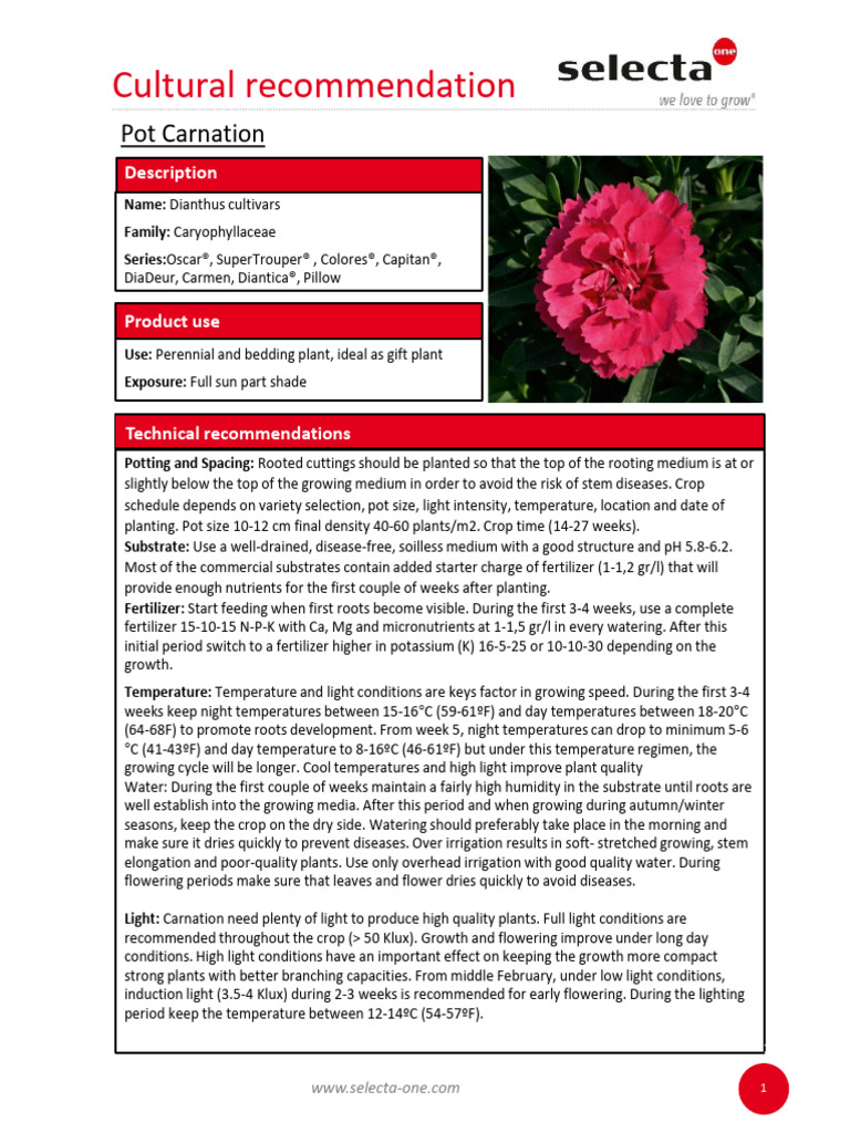 Dianthus Fitxa Tècnica | PDF | Root | Hydroponics