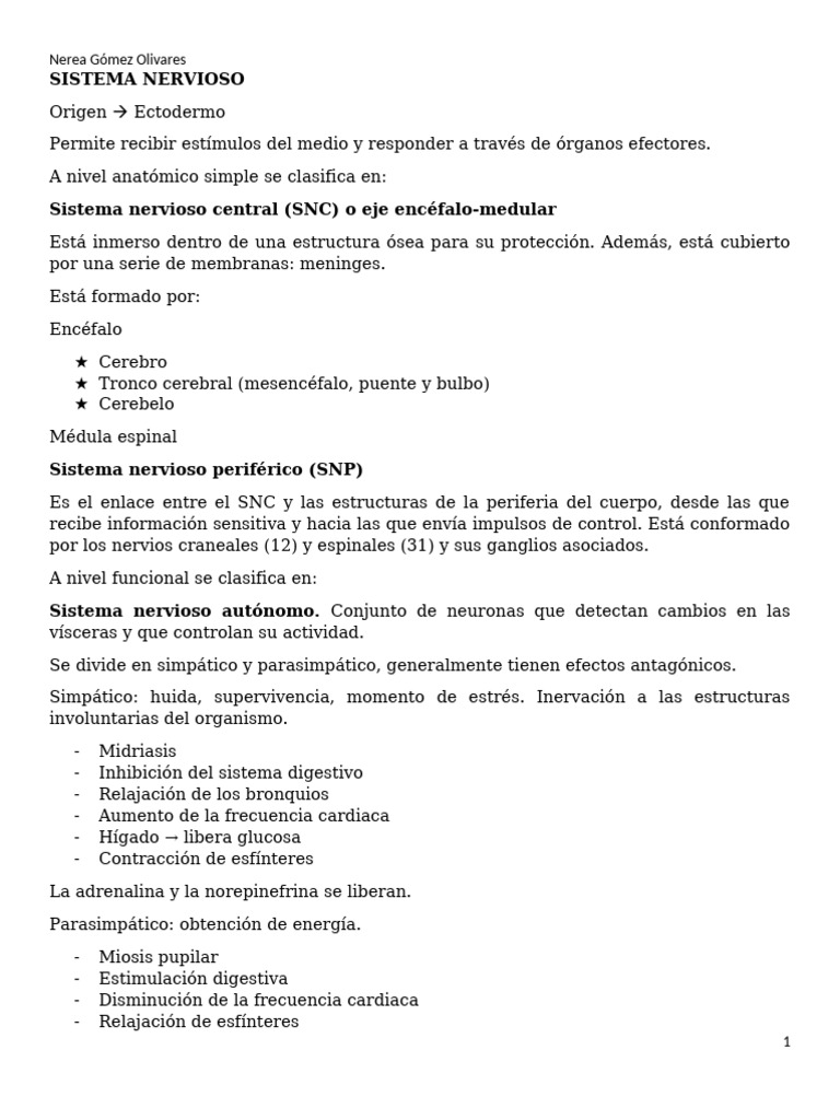Estructura y Función del Sistema Nervioso | PDF | Médula espinal ...