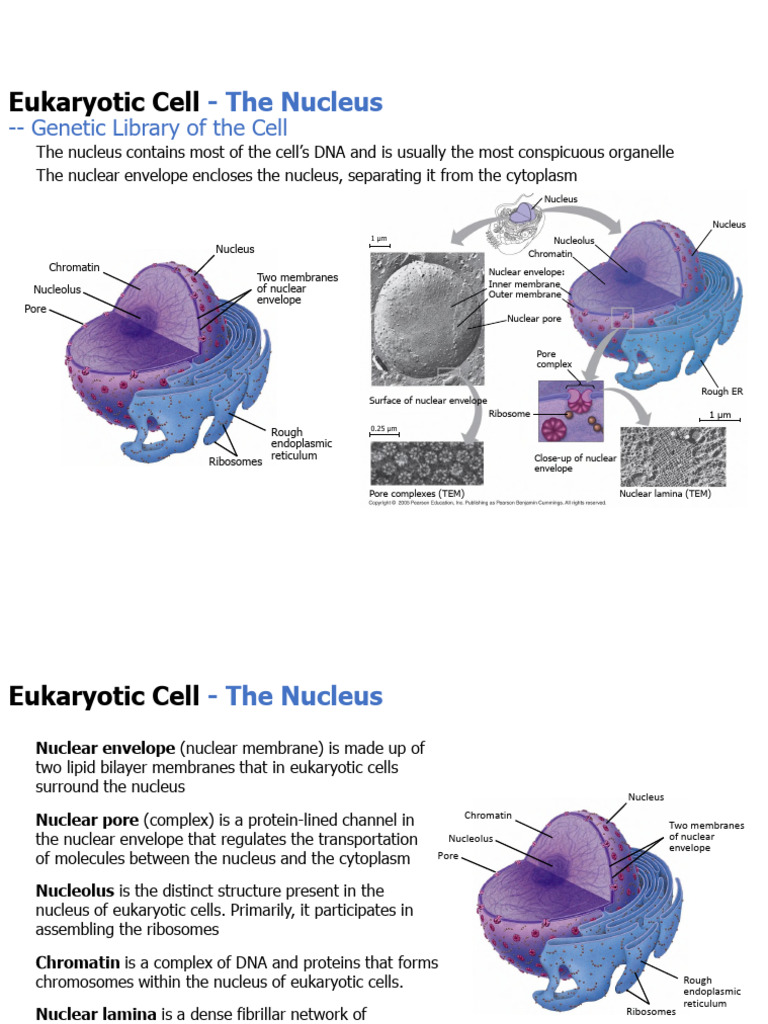 Eukaryotic Cell: Nucleus and Ribosomes | PDF | Endoplasmic Reticulum ...
