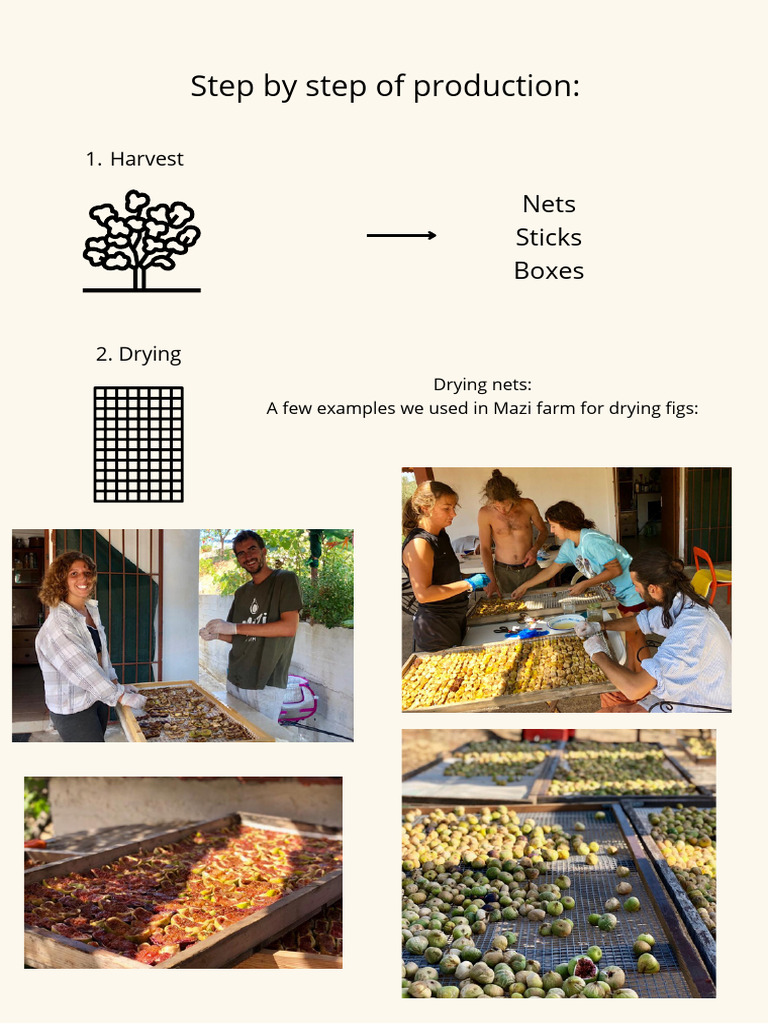 Fig Production Process Steps | PDF