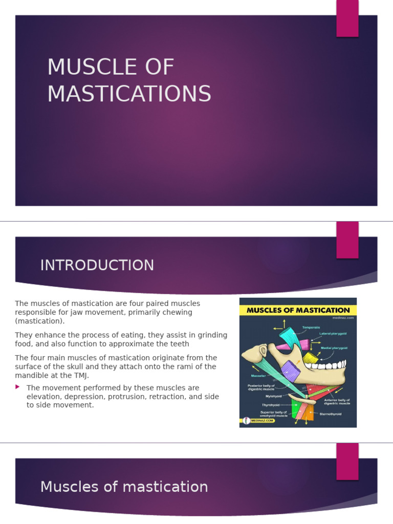 Muscles of Mastication Explained | PDF | Primate Anatomy | Soft Tissue