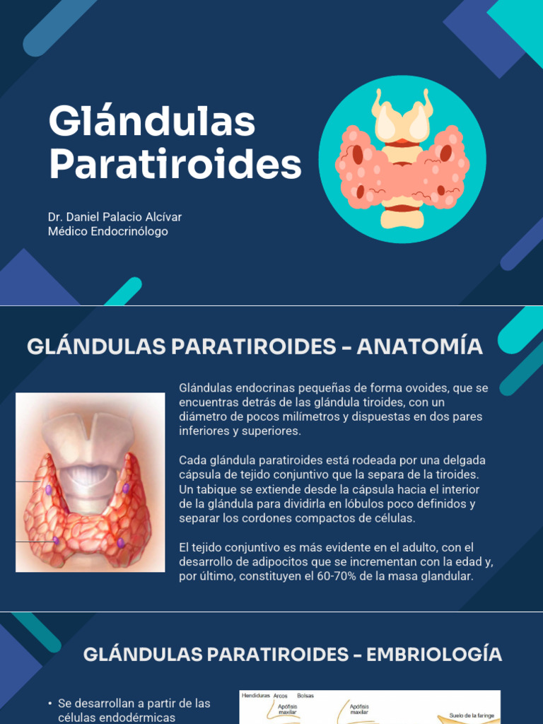 Anatomía y Embriología de Paratiroides | PDF | Glándula paratiroidea ...
