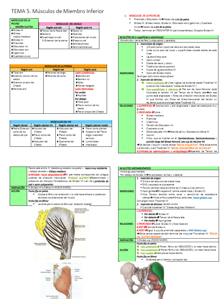 Músculos del Miembro Inferior: Anatomía y Función | PDF | Cadera ...