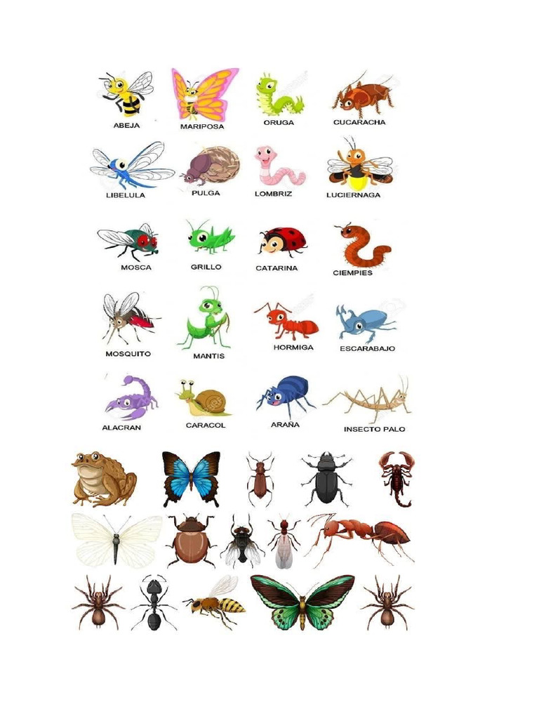 Insecto S | PDF