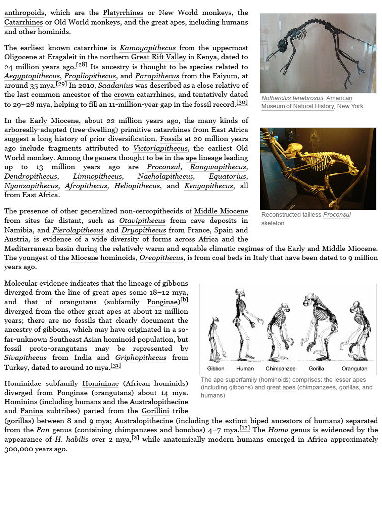 Evolution of Apes and Hominids | PDF | Homo | Hominidae