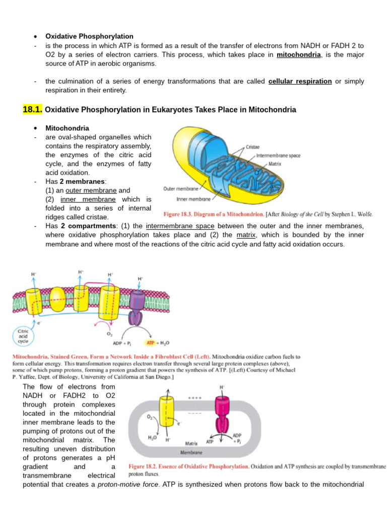 Oxidative Phosphorylation in Mitochondria | PDF | Electron Transport ...