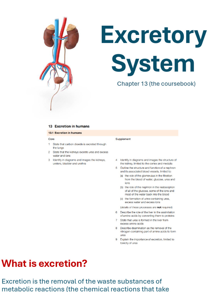 Understanding the Human Excretory System | PDF | Kidney | Organ (Anatomy)