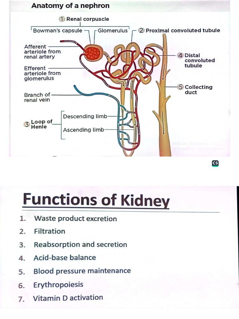 Renal Function Tests (Biochem) | PDF