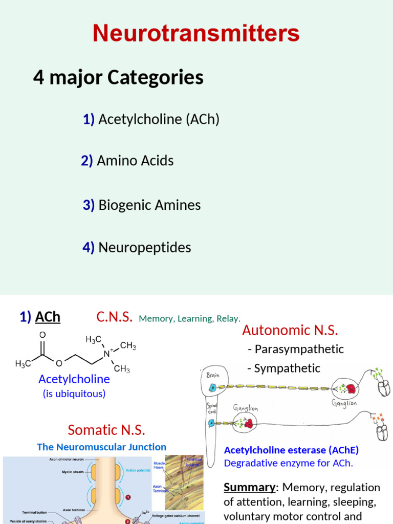 Overview of Neurotransmitters and Functions | PDF | Acetylcholine ...