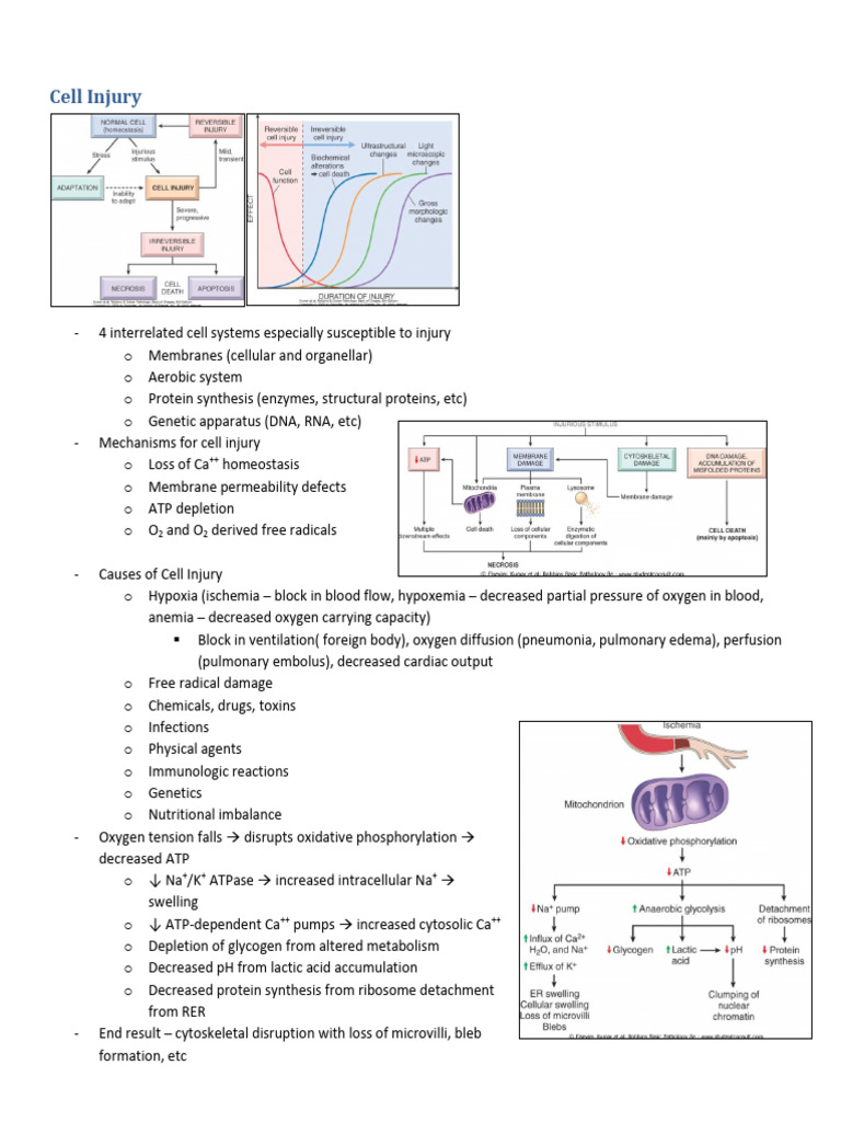 Understanding Cell Injury Mechanisms | PDF | Wound Healing | Adaptive ...