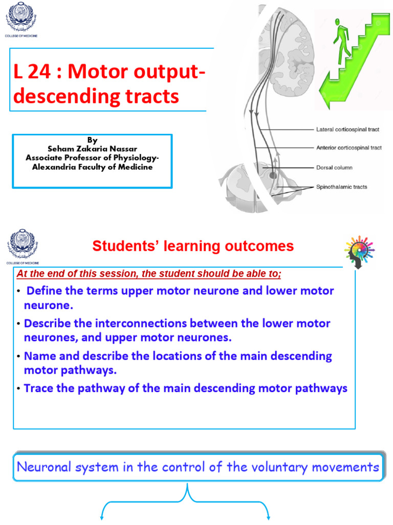 Understanding Motor Output Pathways | PDF | Spinal Cord | Brainstem