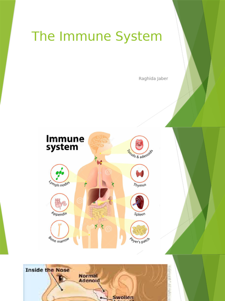 Understanding the Immune System Functions | PDF | Immune System ...