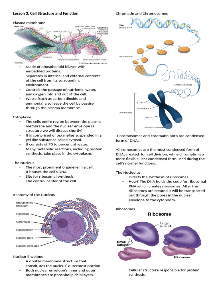 Cell Structure and Function Overview | PDF