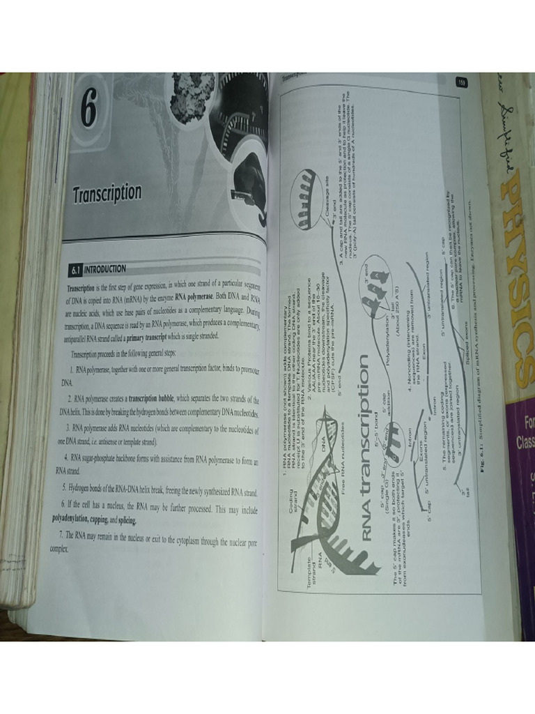 Unit 6 Transcription | PDF