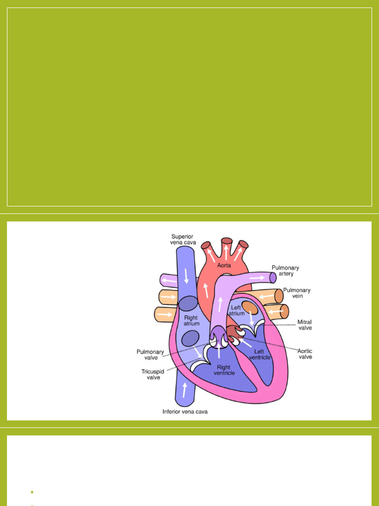 Anatomy and Function of the Heart | PDF | Coronary Circulation | Heart