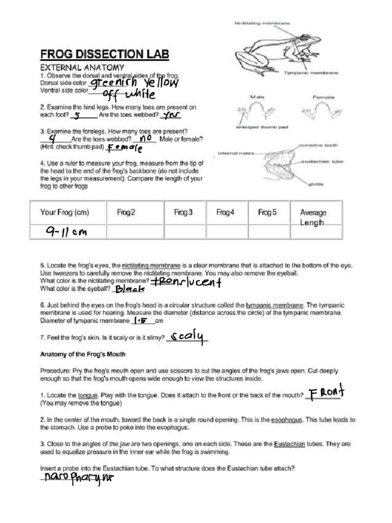 Frog Dissection Lab Individual | PDF