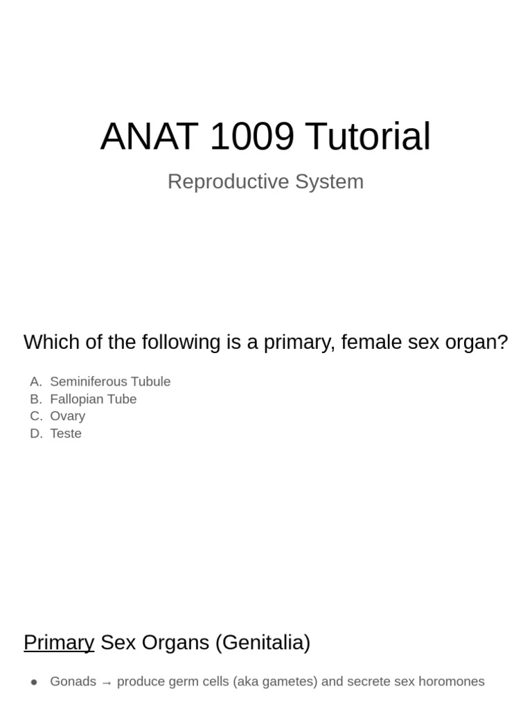 ANAT 1009 Tutorial - Reproductive System (1) | PDF | Menstrual Cycle ...