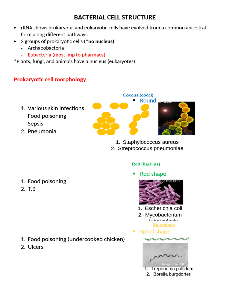 Bacterial Cell Structure and Function | PDF | Cell (Biology) | Bacteria