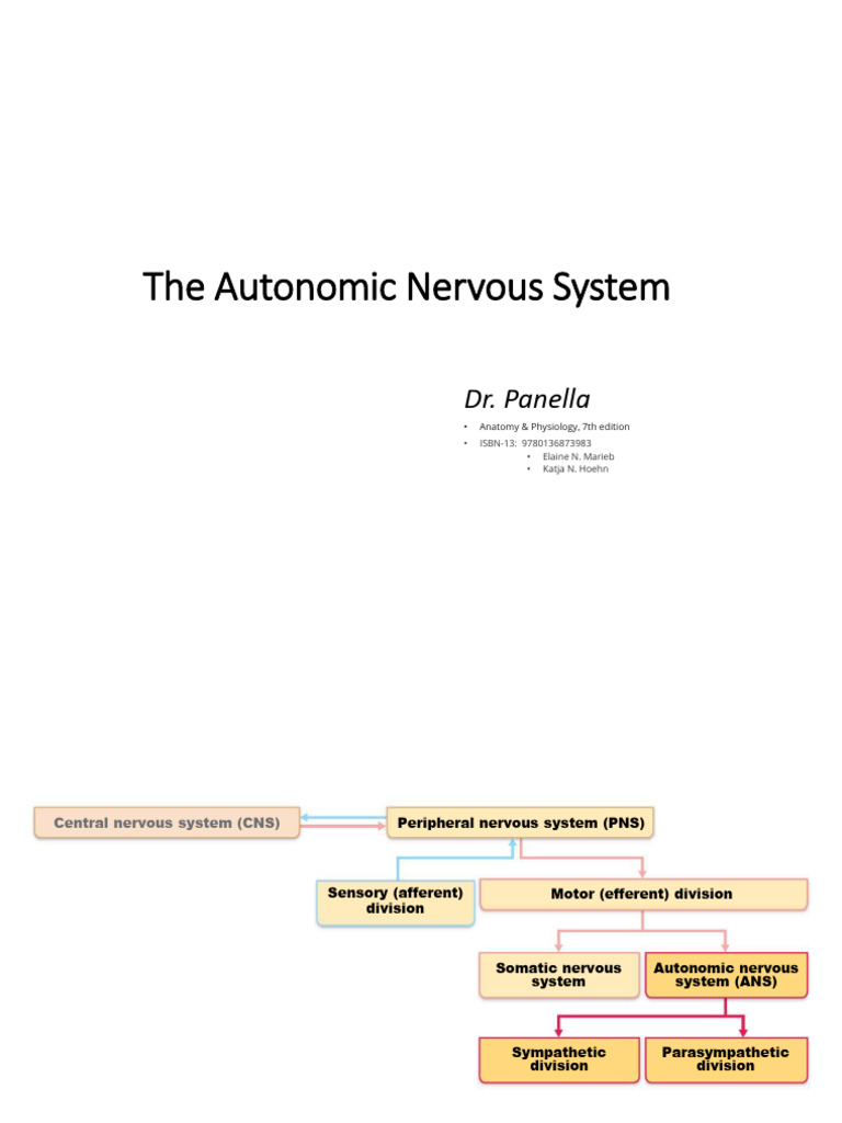 Understanding the Autonomic Nervous System | PDF | Autonomic Nervous ...