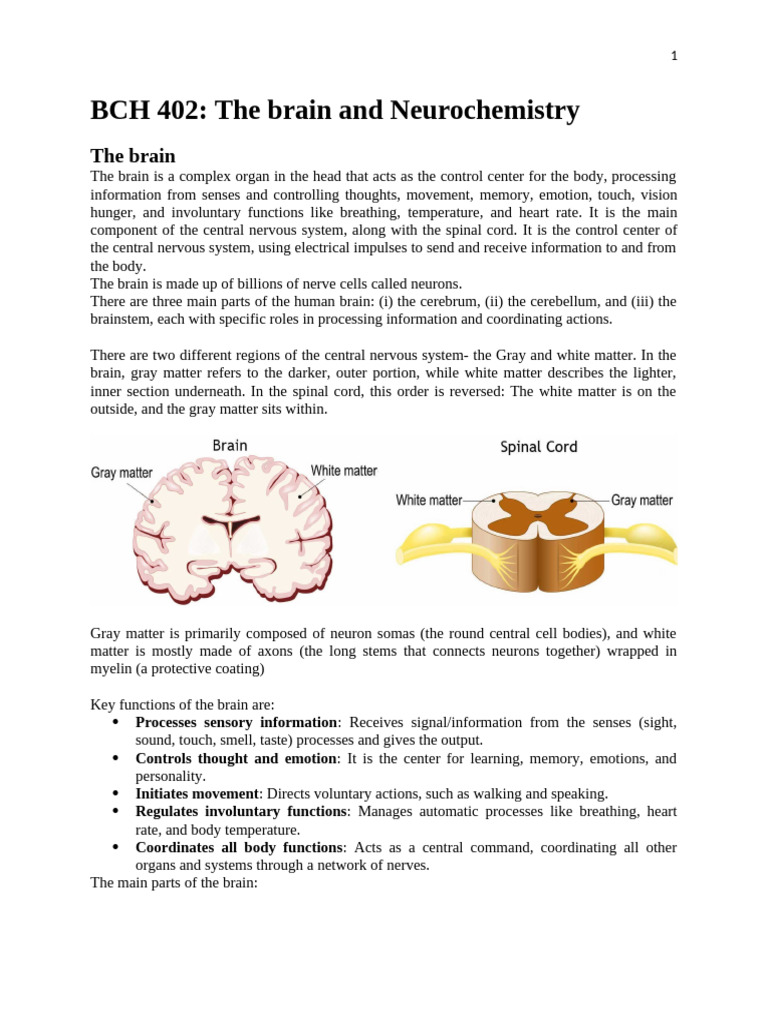 Bch 402 Lecture Note Brain and Neurochemistry | PDF | Neurochemistry ...