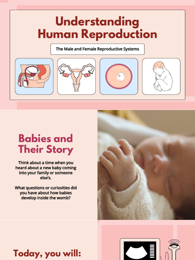 Human Reproductive System Overview | PDF | Menstrual Cycle ...