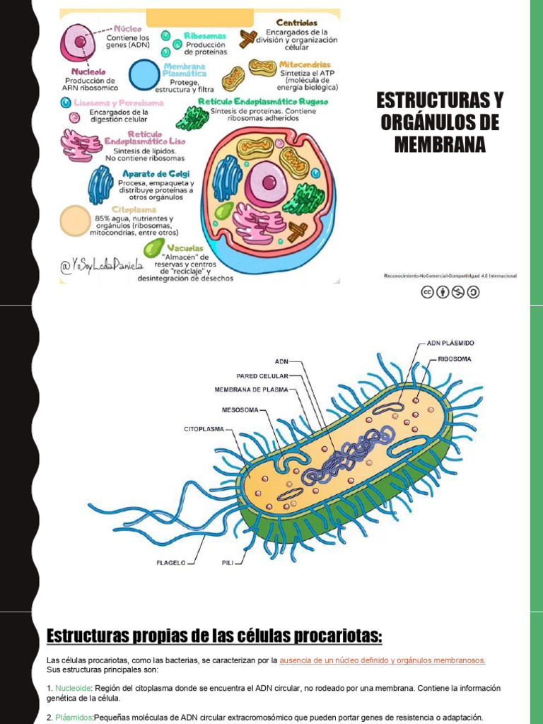Estructuras y funciones de células procariotas | PDF | Mitosis | Mitosis