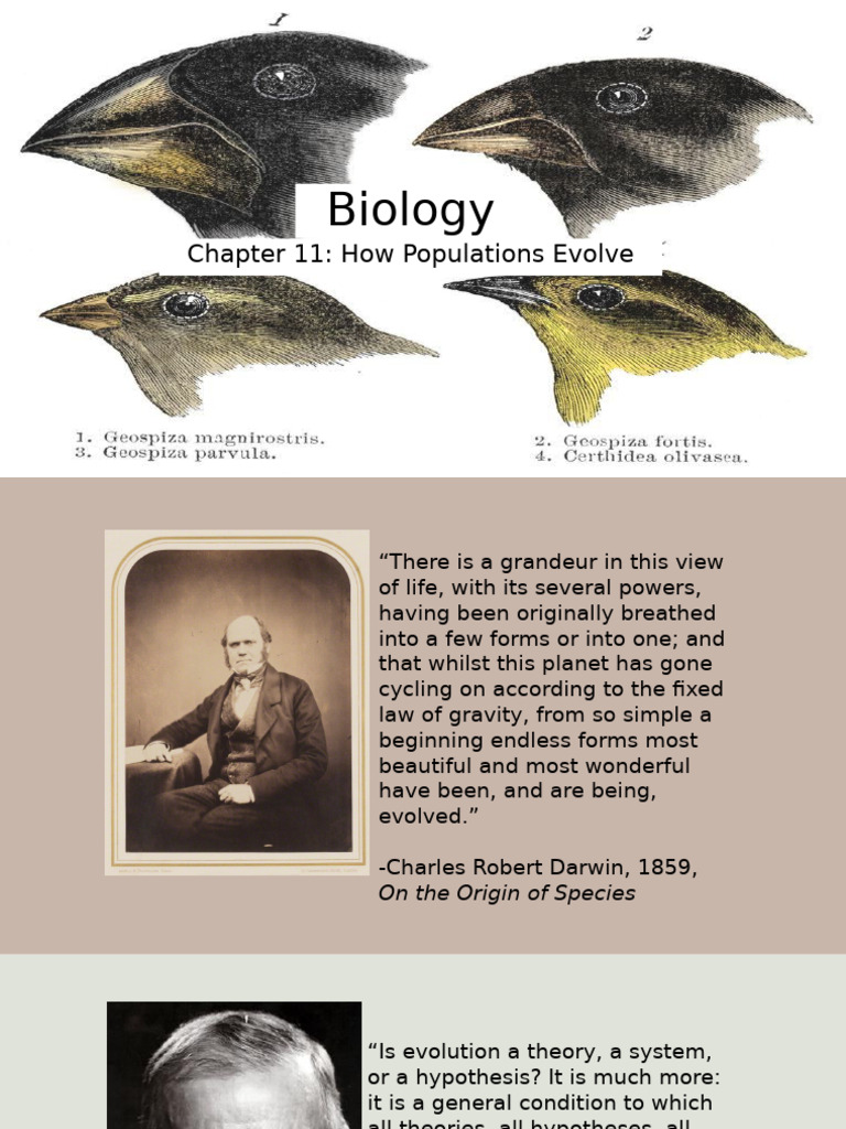 Chapter 11 Evolution 1111 | PDF | Biology | Evolutionary Biology