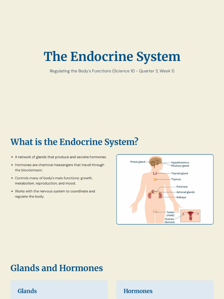 The Endocrine System (Science 10) | PDF