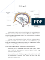 Medulla Spinalis