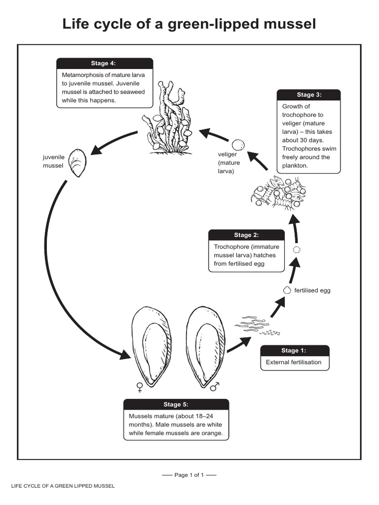 Green-Lipped Mussel Life Cycle Stages | PDF | Zoology
