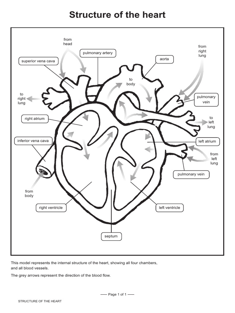 Heart Structure and Blood Flow Model | PDF | Heart | Atrium (Heart)