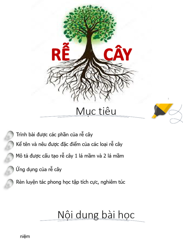 3. Rễ | PDF