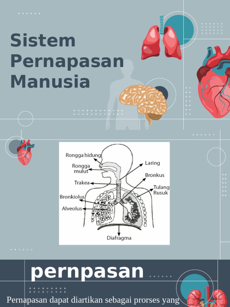 Science Subject for High School 9th Grade Vital Body Organs 2 | PDF