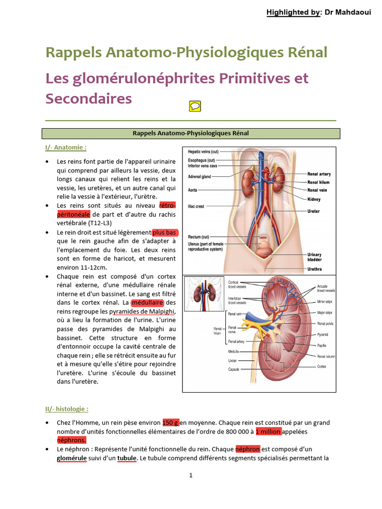 Anatomie et physiologie rénale détaillées | PDF | Rein | Organe