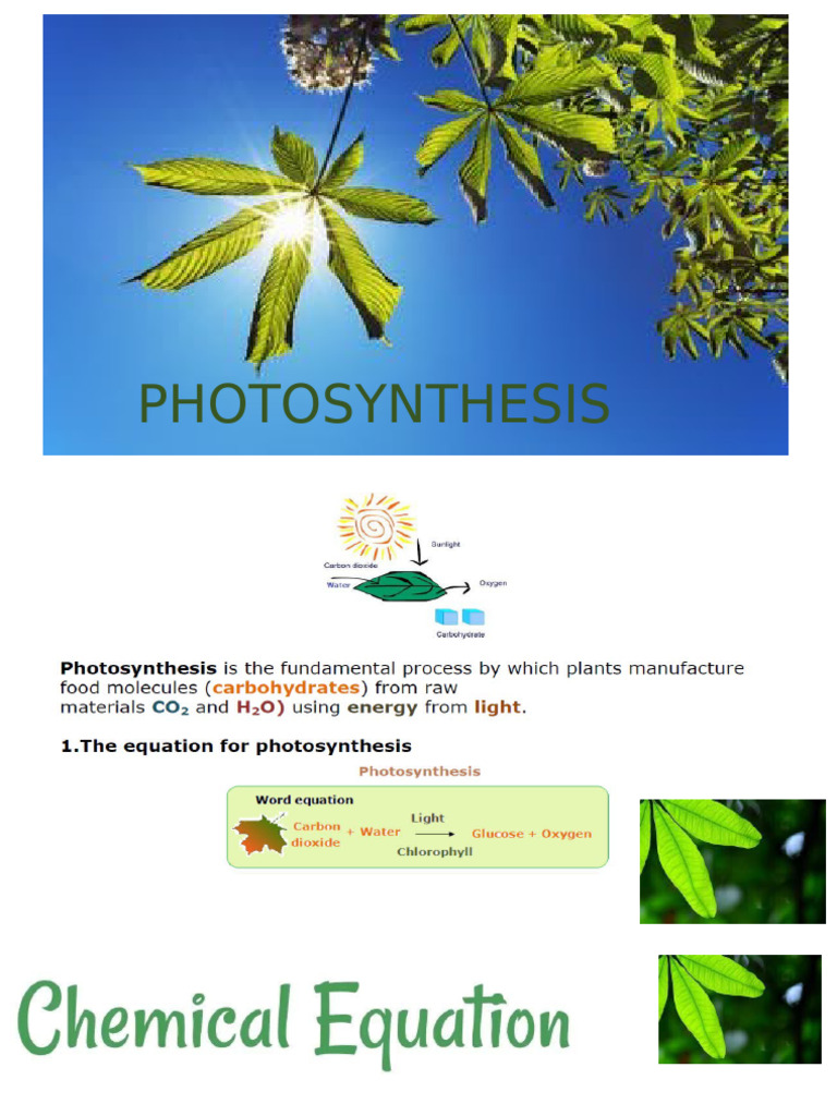 Understanding Photosynthesis Process | PDF