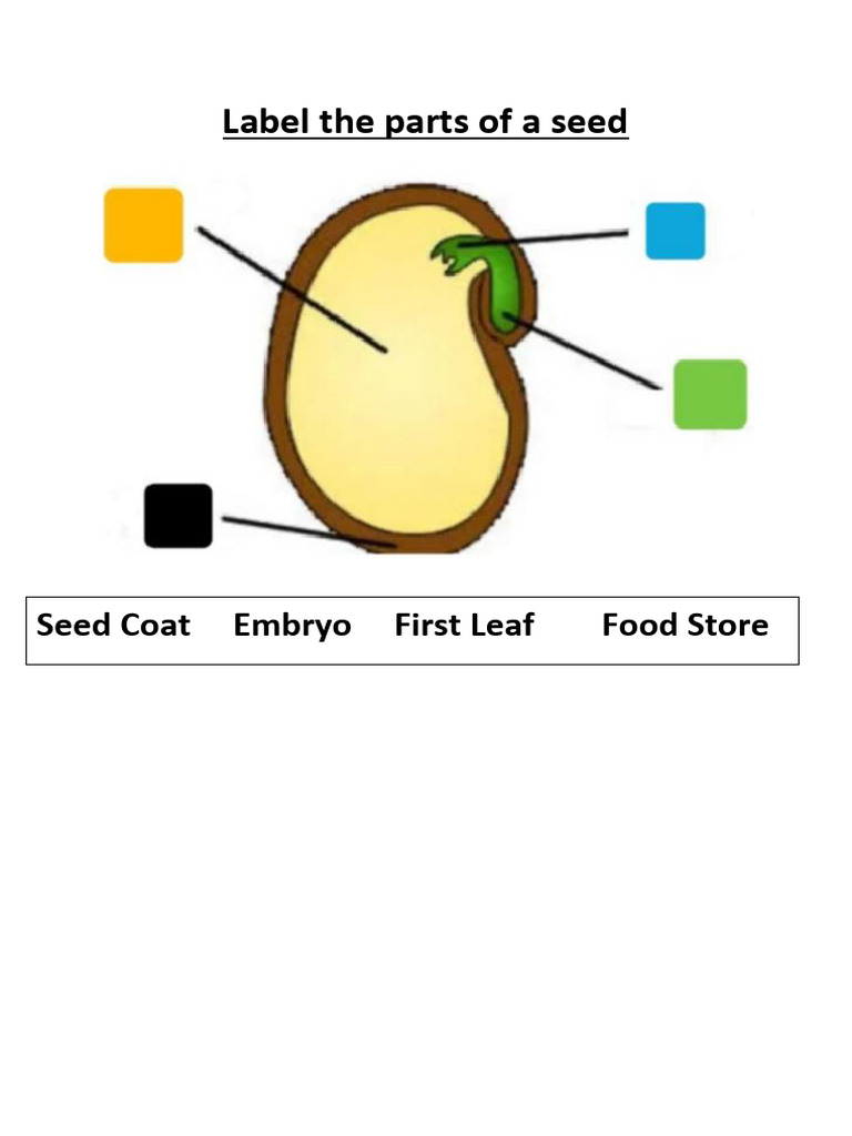 Label The Parts of A Seed | PDF