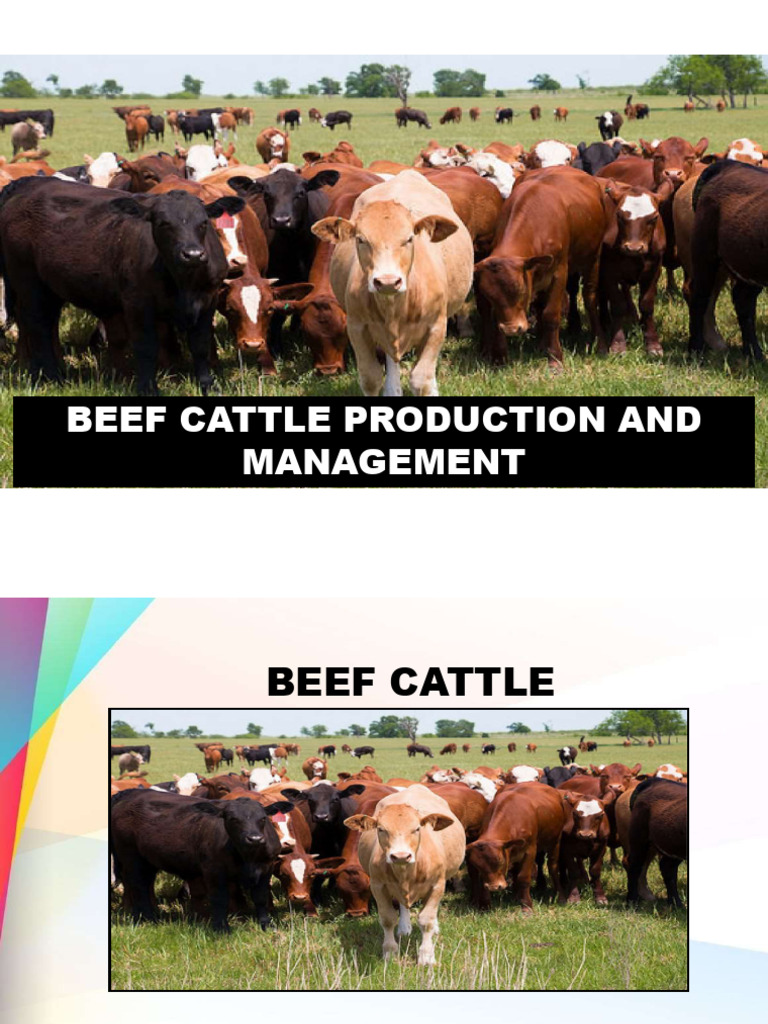 III Beef Cattlle Production 240513 070202 | PDF | Cattle | Selective ...