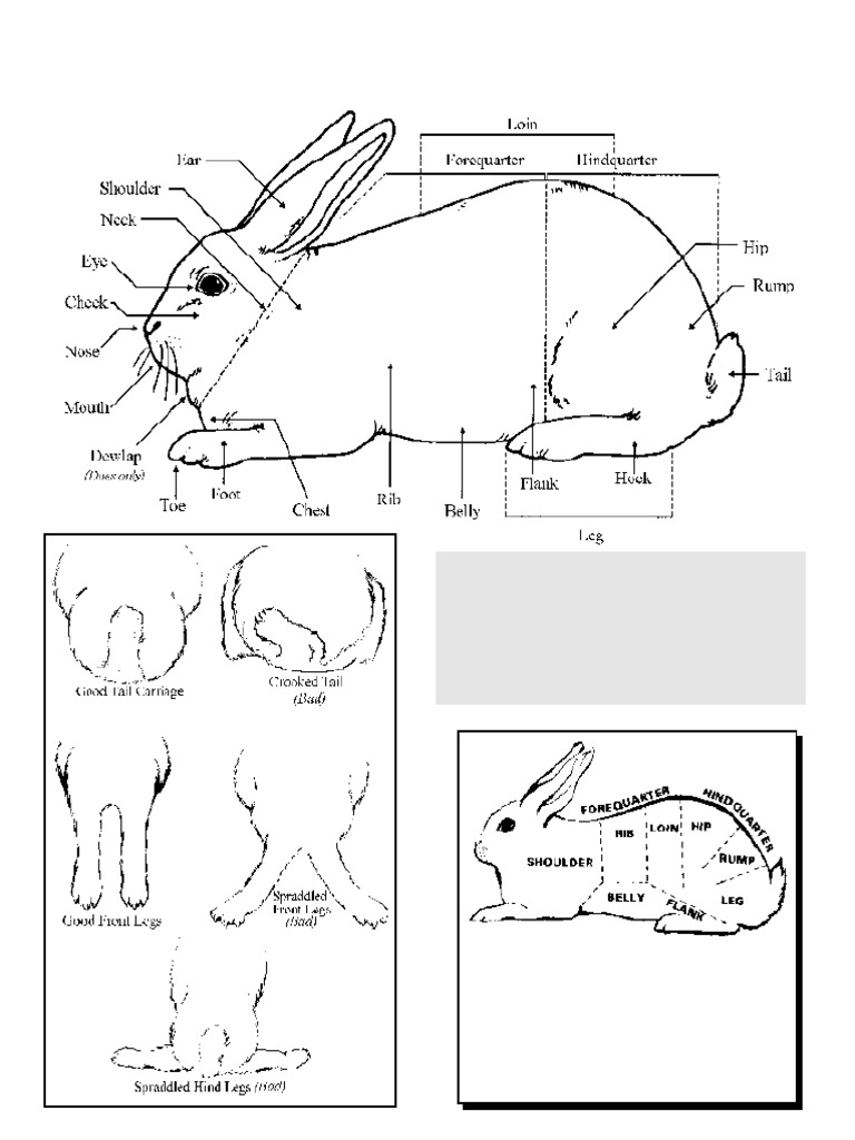 Understanding Rabbit Hindquarters and Breeds | PDF