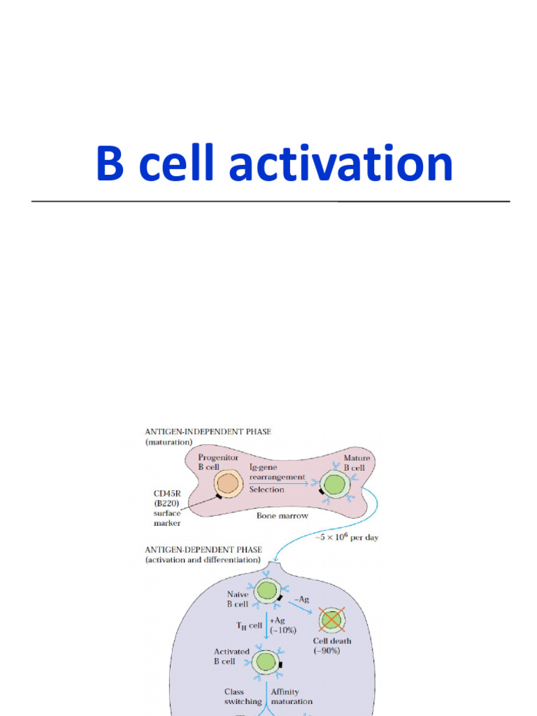 B Cell Activation Mechanisms Explained | PDF | Cytotoxic T Cell | B Cell