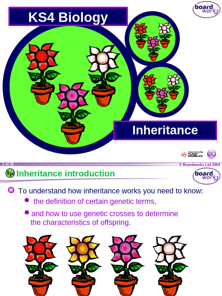 Understanding Genetic Inheritance | PDF | Dominance (Genetics) | Genotype