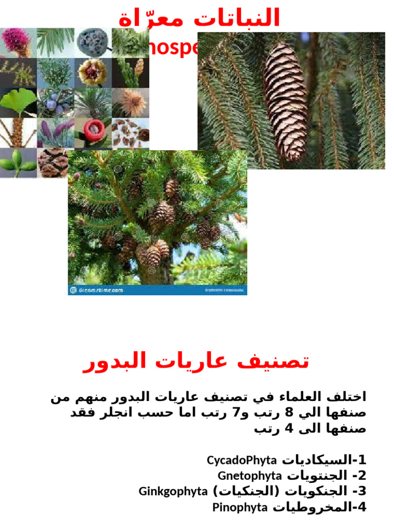 03-pdf