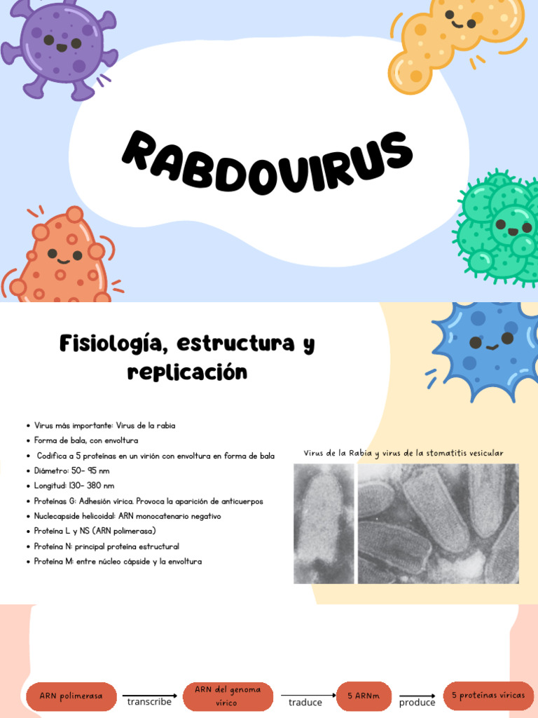 Rab Do Virus | PDF | Rabia | Virus
