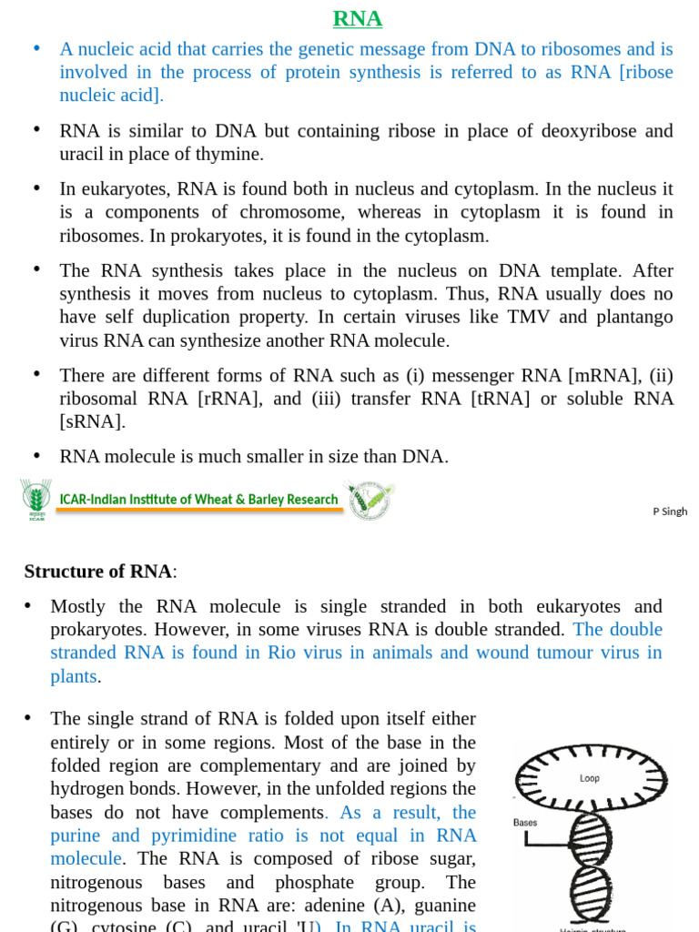 Rna | PDF | Rna | Ribosome