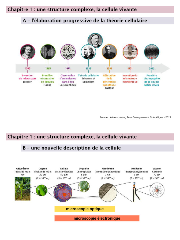Structure et fonction de la cellule vivante | PDF