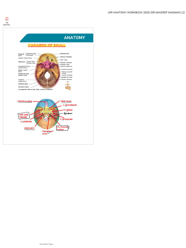 LRR Anatomy Workbook 2025 Guide | PDF