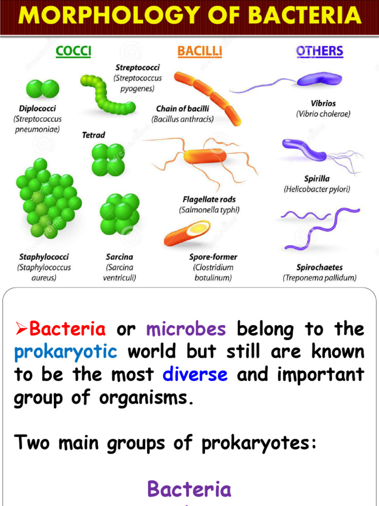 Bacterial Cell Shapes and Membrane Structure | PDF | Cell Membrane ...